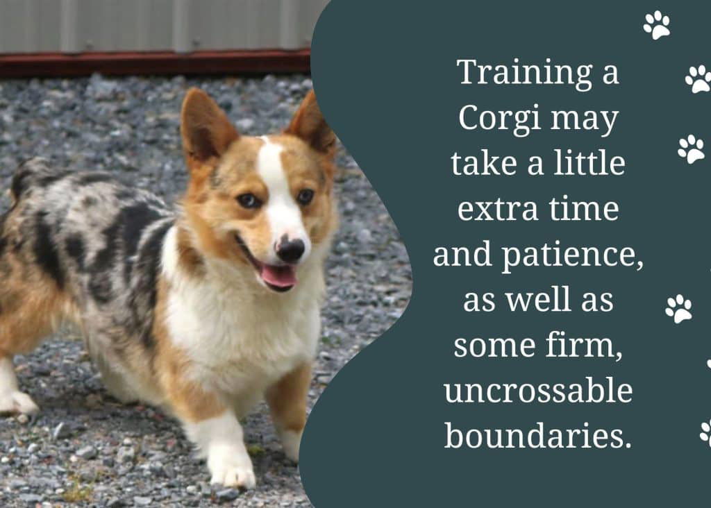 training a corgi