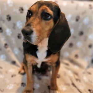 Billy – F1's mother, a Pocket Beagle