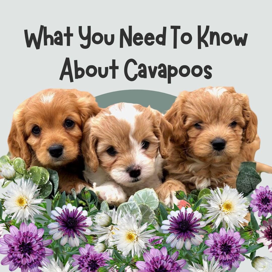 What You Need To Know About Cavapoos 4