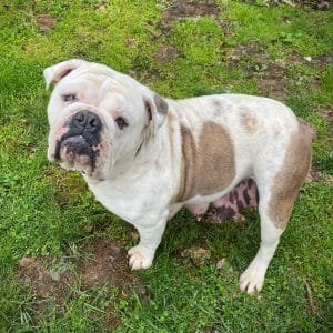 Patsy – IOEBA's mother, a Olde English Bulldogge