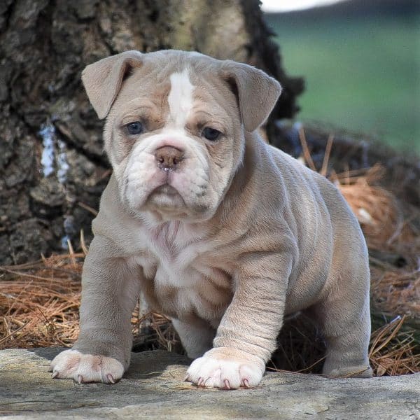 Olde English Bulldogge Puppies For Sale • Adopt Your Puppy Today ...