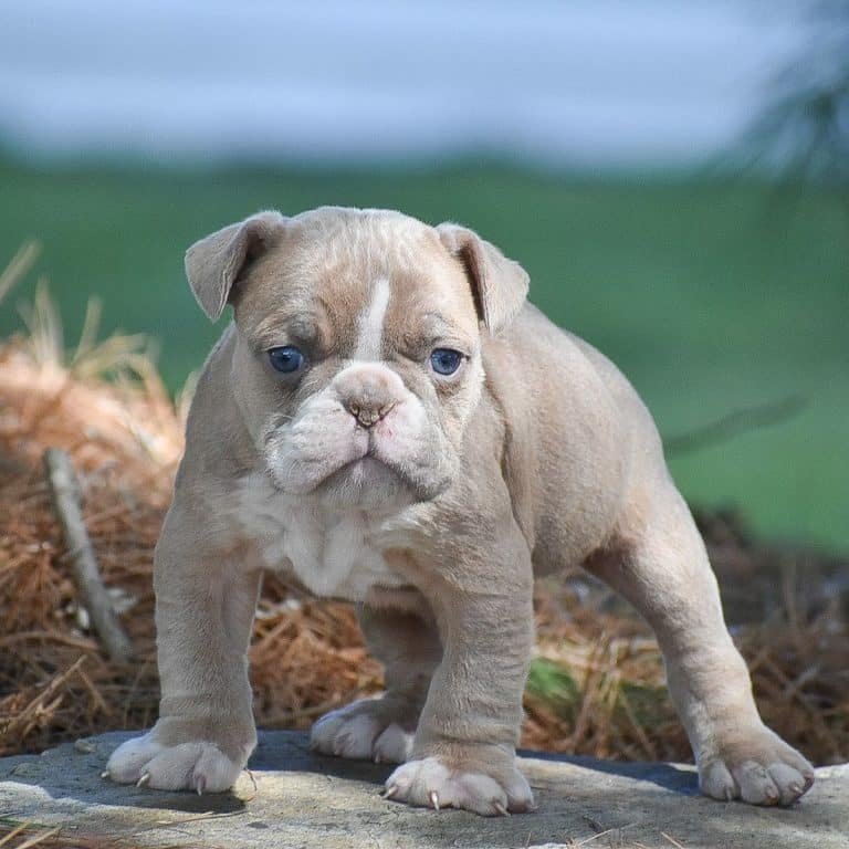 Olde English Bulldogge Puppies For Sale • Adopt Your Puppy Today ...
