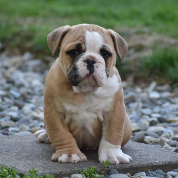 Olde English Bulldogge Puppies For Sale • Adopt Your Puppy Today ...