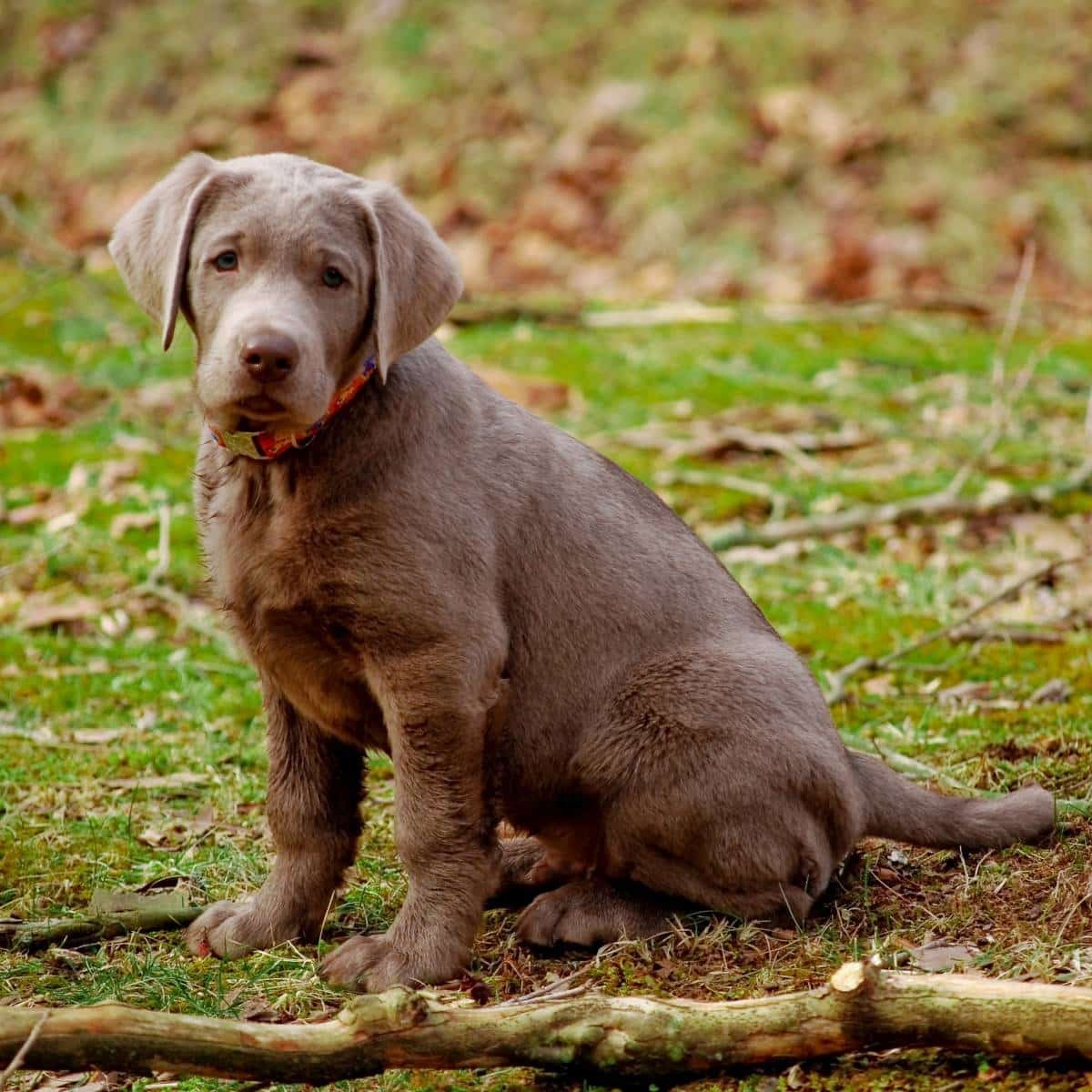 sample photo of Silver Labrador Retriever puppies for sale