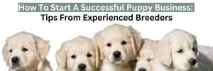 How To Start A Successful Puppy Business: Tips From Experienced Breeders 2