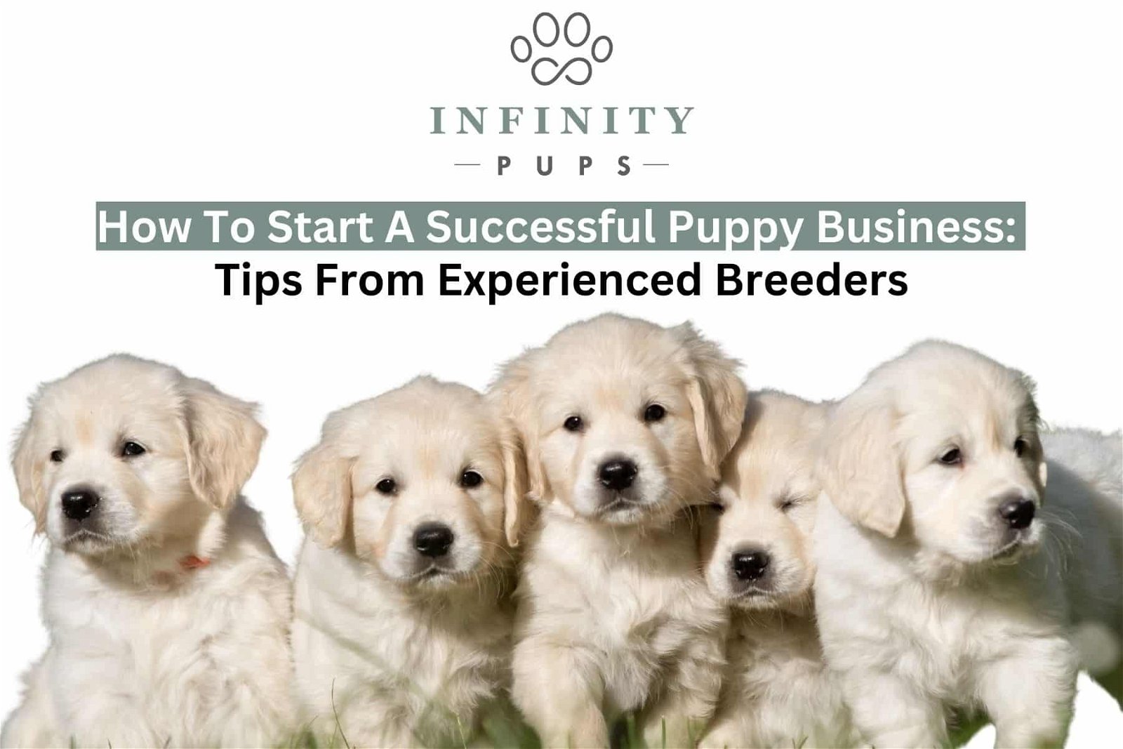 How To Start A Successful Puppy Business: Tips From Experienced Breeders 3