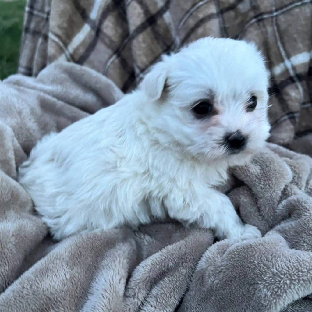 Morkie Puppies For Sale • Adopt Your Puppy Today • Infinity Pups