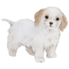 Is There Anything Bad About Cavachons_