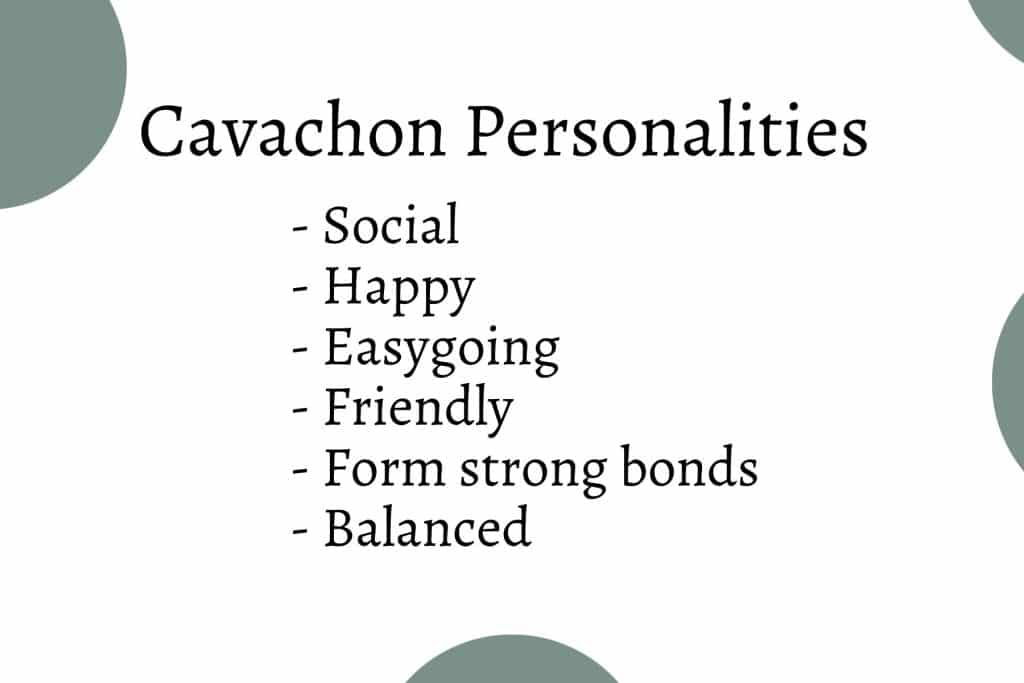 cavachon personality