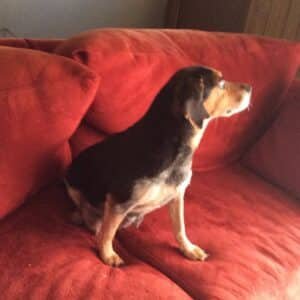 Hoppy – F1's mother, a Pocket Beagle