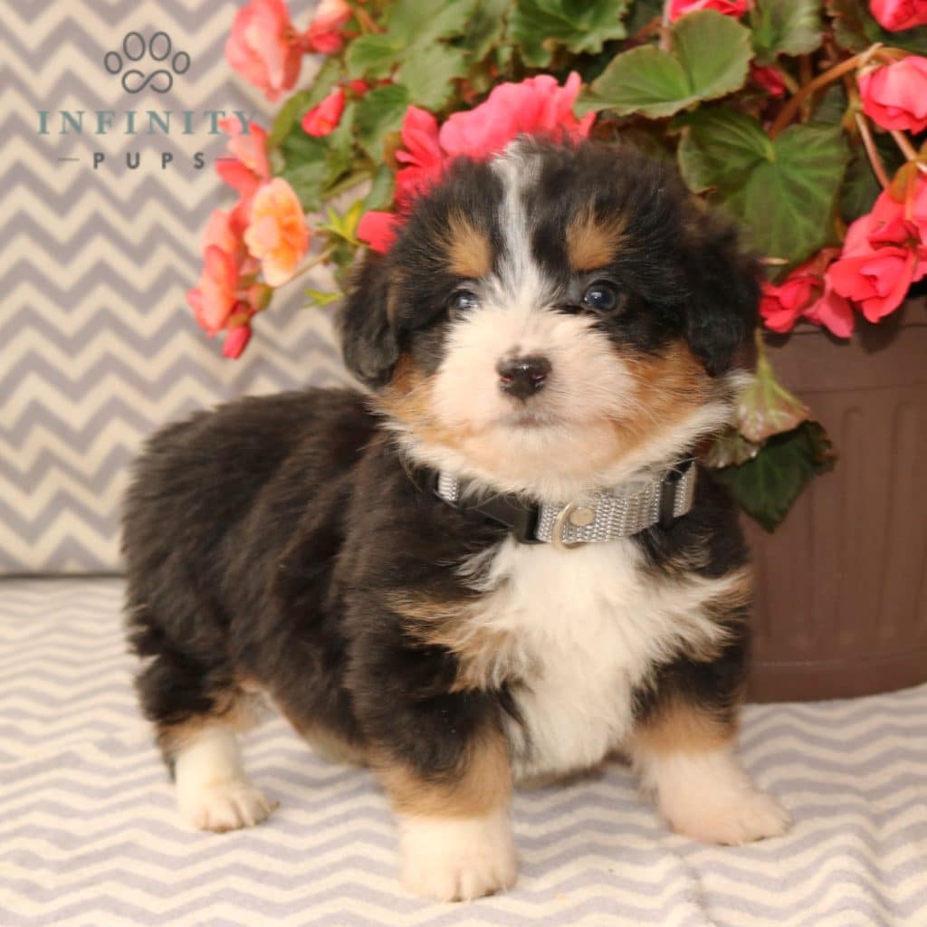 Corgipoo Puppies For Sale • Adopt Your Puppy Today • Infinity Pups