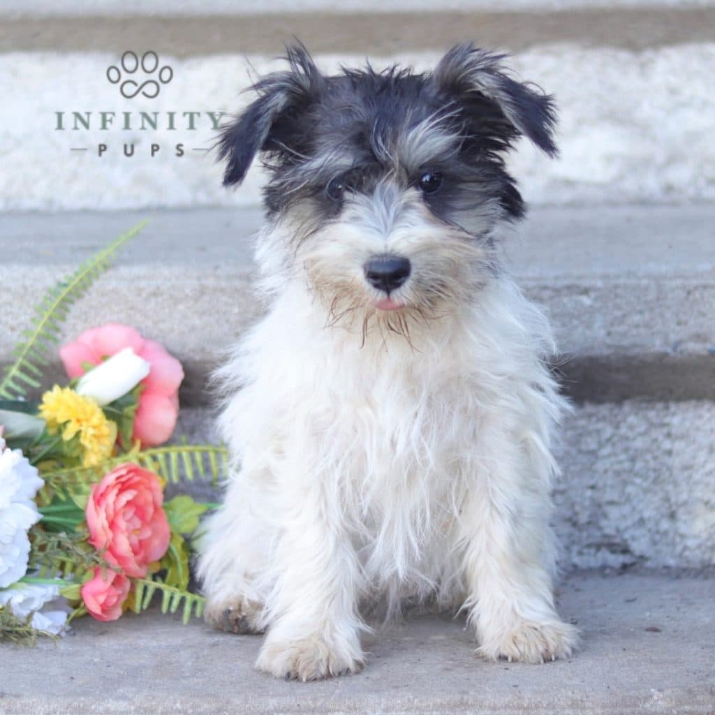 Miniature Schnauzer Puppies For Sale Adopt Your Puppy Today   Maggie F 3 1024x1024 