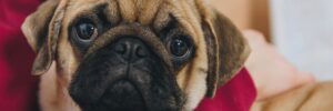Pugs 101: Everything You Need to Know About the Quirky Canine 3