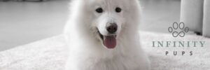 The Complete Guide To The Vibrant, Cheerful Samoyed 2