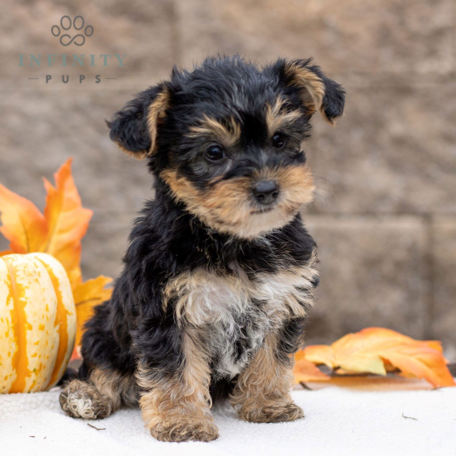 Yorkie Poo Puppies For Sale • Adopt Your Puppy Today • Infinity Pups