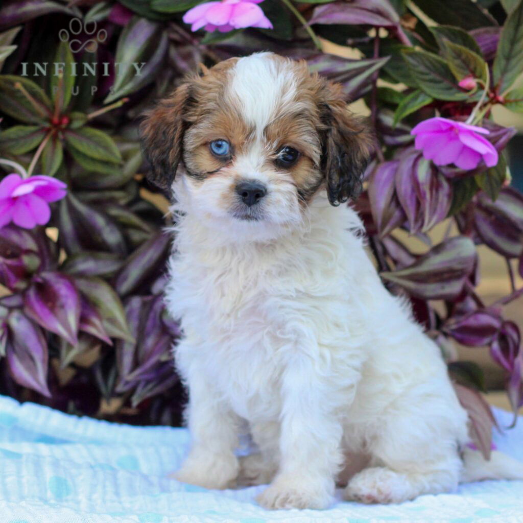 Olga - Cava-tzu-poo • Poodle Mix, Cava-Tzu • Infinity Pups