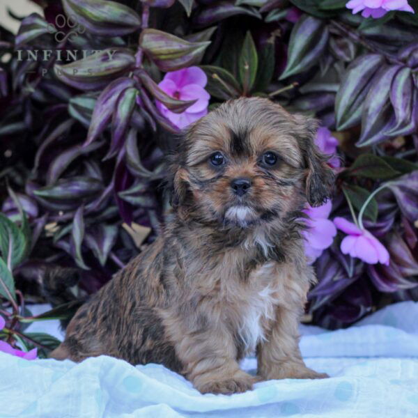 Cava-Tzu Puppies For Sale • Adopt Your Puppy Today • Infinity Pups