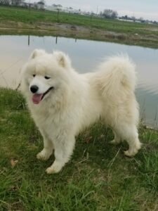 Ace – AKC's father, a Samoyed