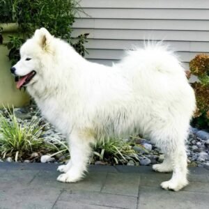 Ace – AKC's mother, a Samoyed