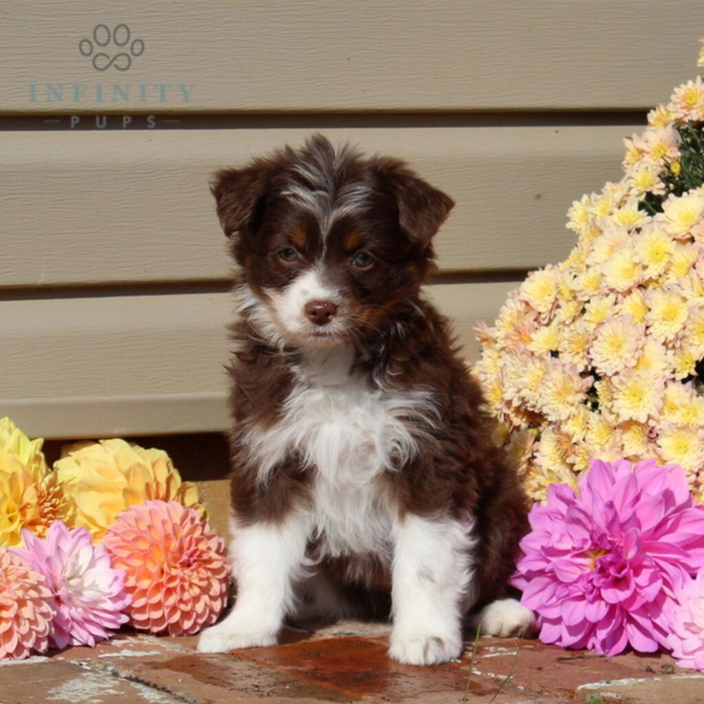 Mini Aussiedoodle Puppies For Sale • Adopt Your Puppy Today • Infinity Pups