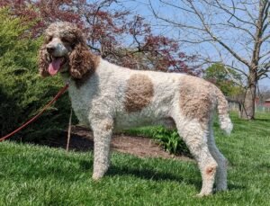 July – F1's father, a Standard Poodle 