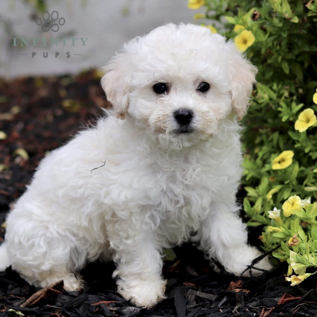 Bichon Frise Puppies For Sale • Adopt Your Puppy Today • Infinity Pups