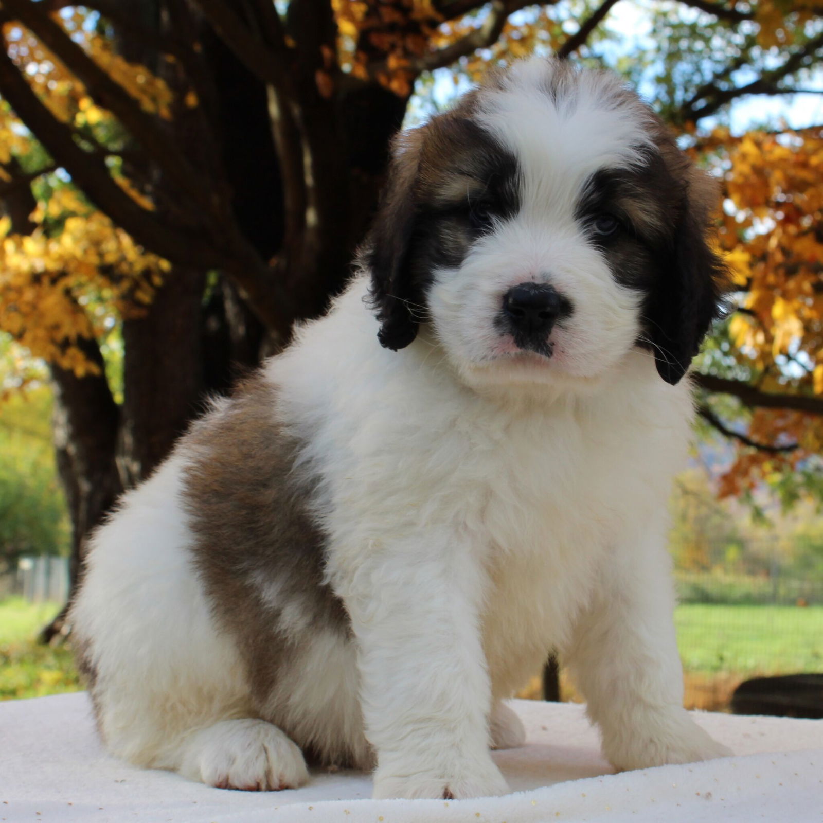 Saint Berdoodle Puppies For Sale • Adopt Your Puppy Today • Infinity Pups