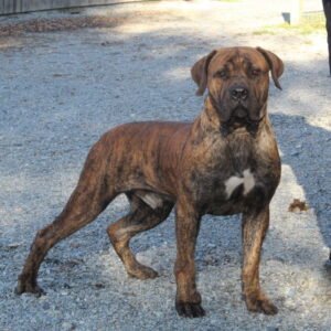 Tucker – AKC's father, a African Boerboel