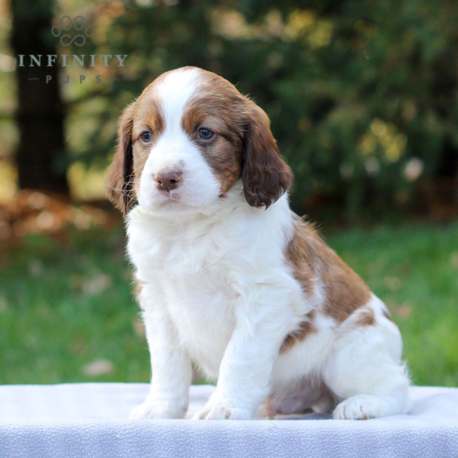 Crumbs - AKC English Springer Spaniel puppy for sale