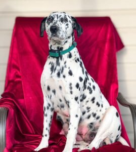 George's mother, a Dalmatian