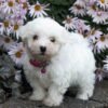 Feather - AKC Maltese puppy