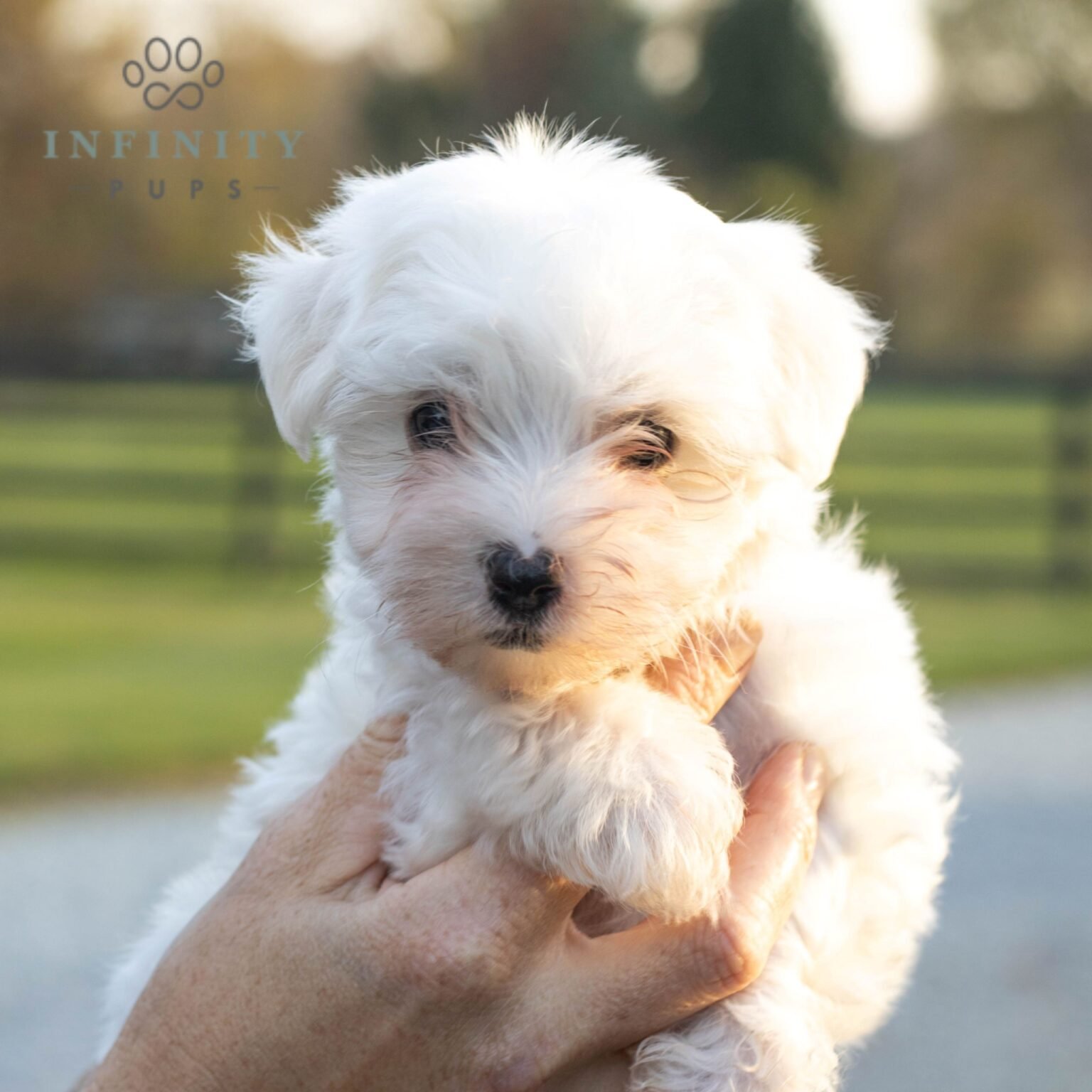 Feather - AKC Maltese puppy for sale