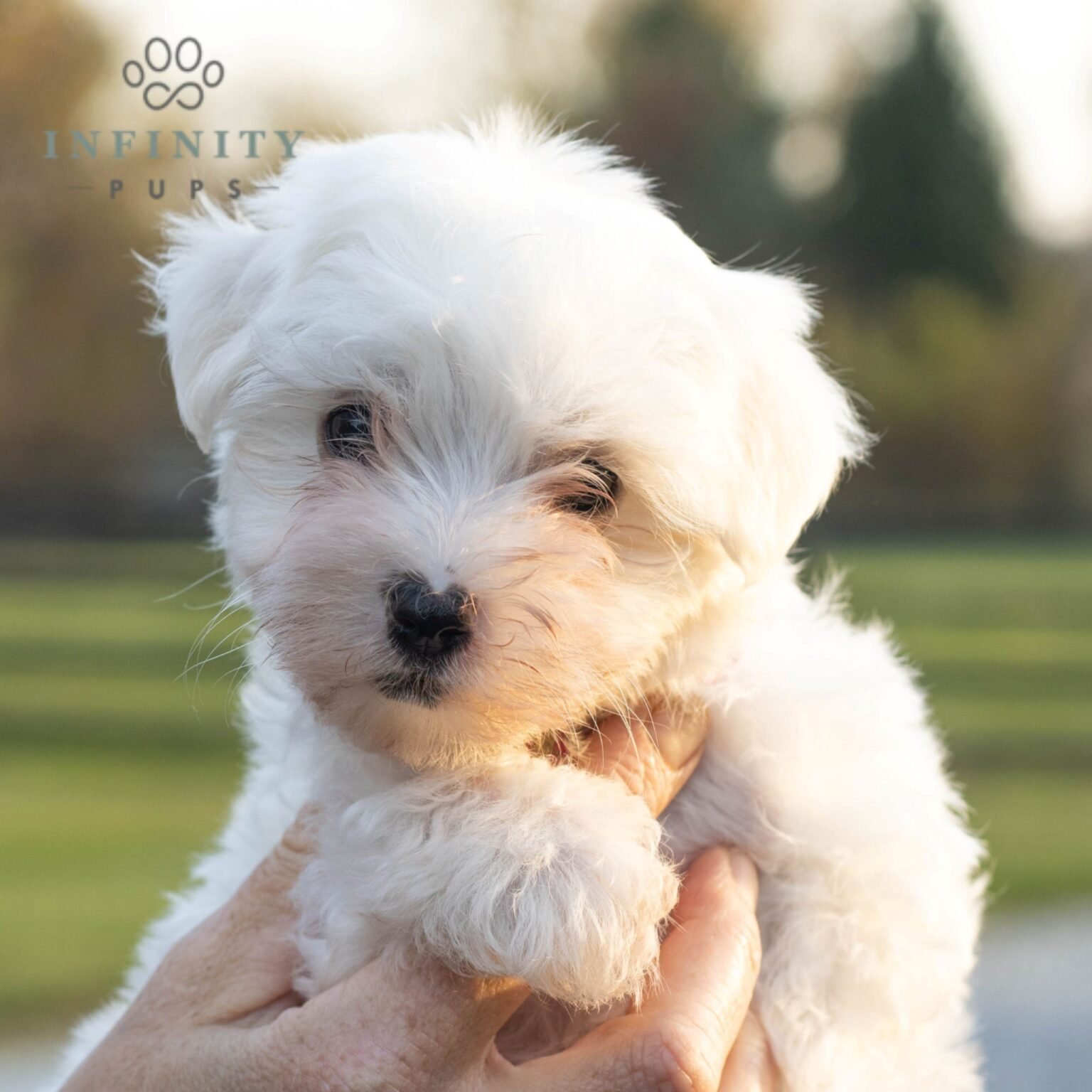 Feather - AKC Maltese puppy in hand