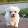 Frosty - AKC Maltese puppy for sale
