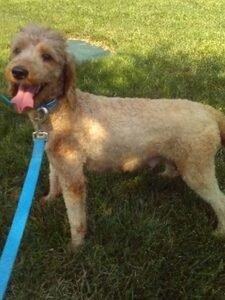 Kass – F1bb's mother, a Mini Goldendoodle