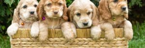 Is Littermate Syndrome in Puppies a Myth? 2