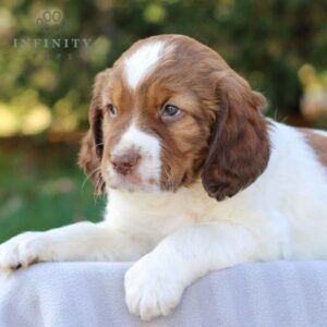 Henry - AKC English Springer Spaniel puppy for sale