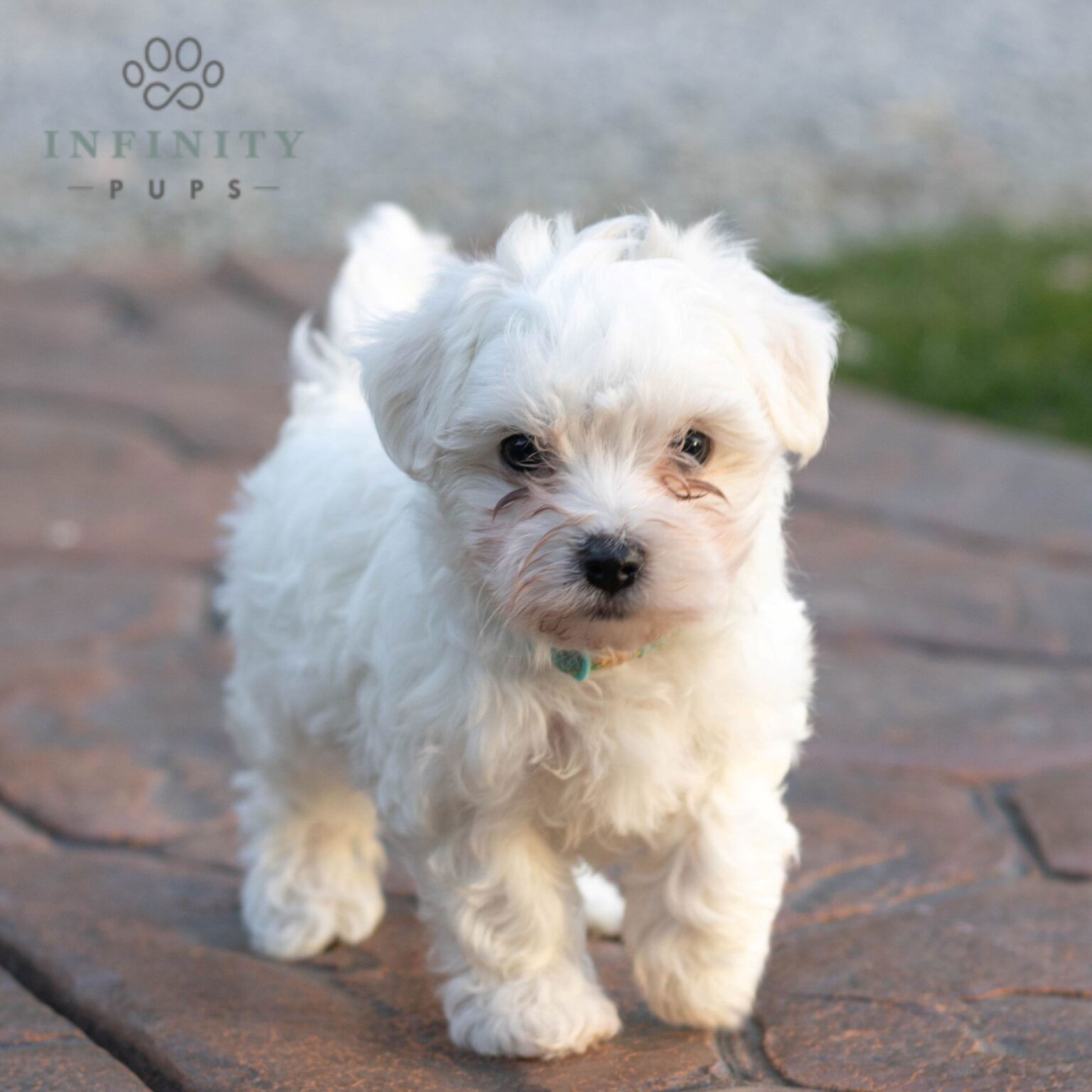 Jasper - AKC Maltese puppy standing