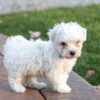 Jasper - AKC Maltese puppy for sale