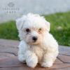 Jasper - AKC Maltese puppy