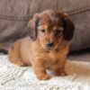 Khloe, an ACA Mini Dachshund puppy for sale