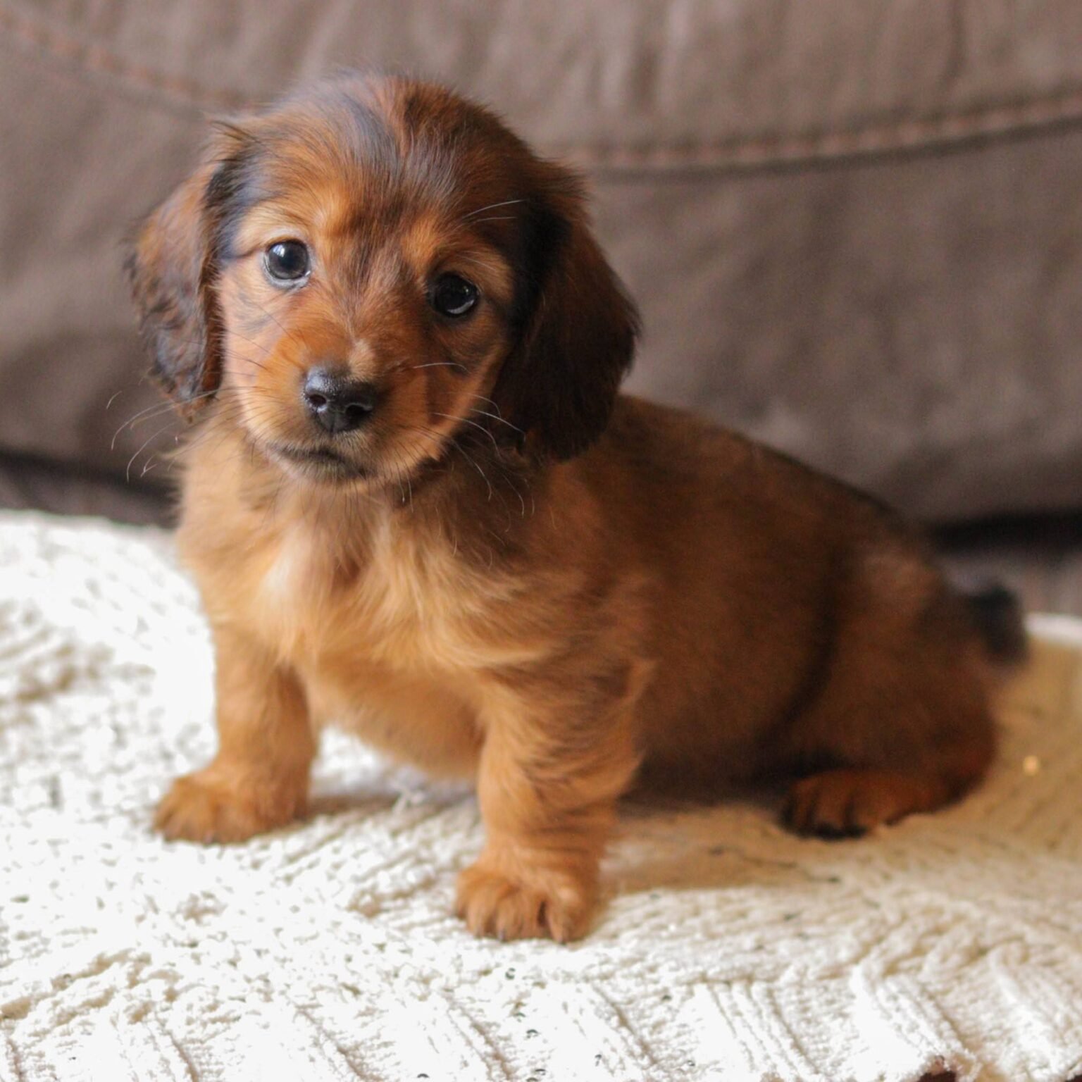 Khloe, an ACA Mini Dachshund puppy looking