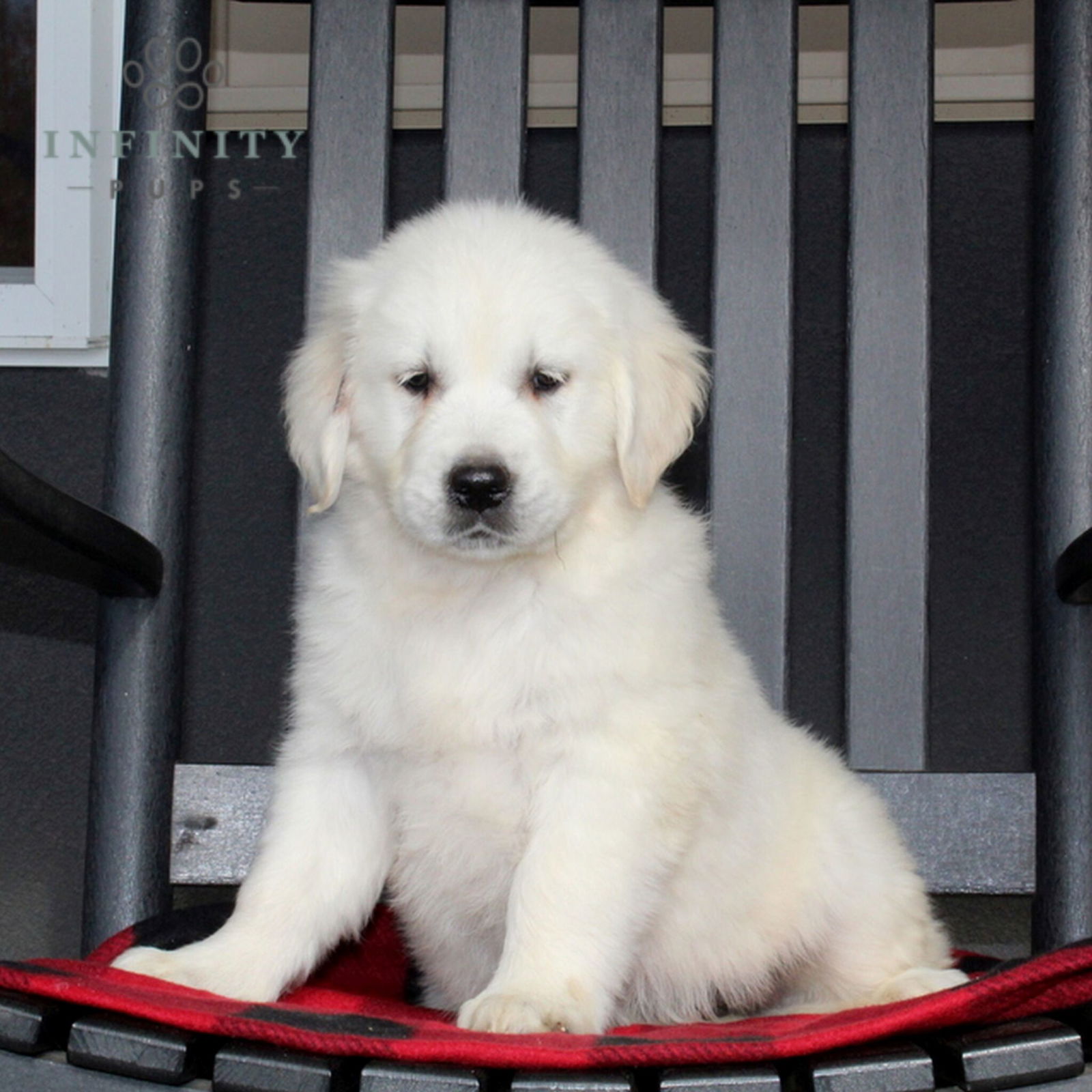 Golden Retriever English Cream Puppies For Sale Adopt Your Puppy   Kurvin M 1 2048x2048 