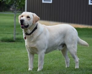 Riley – AKC's father, a Yellow Labrador Retriever