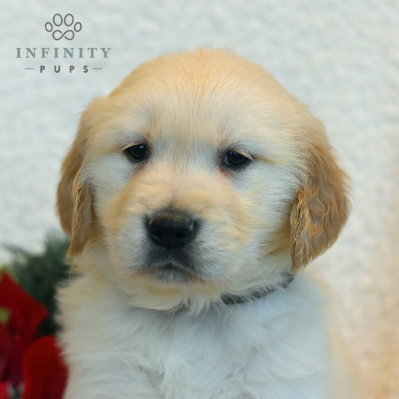 Mack - Golden Retriever puppy
