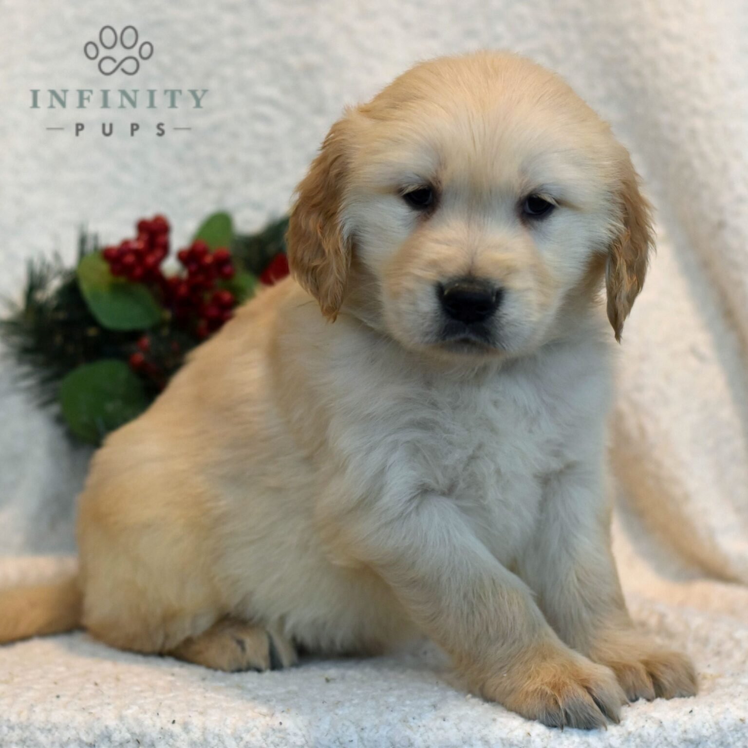 Mack - Golden Retriever puppy for sale