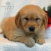 Murphy - Golden Retriever puppy