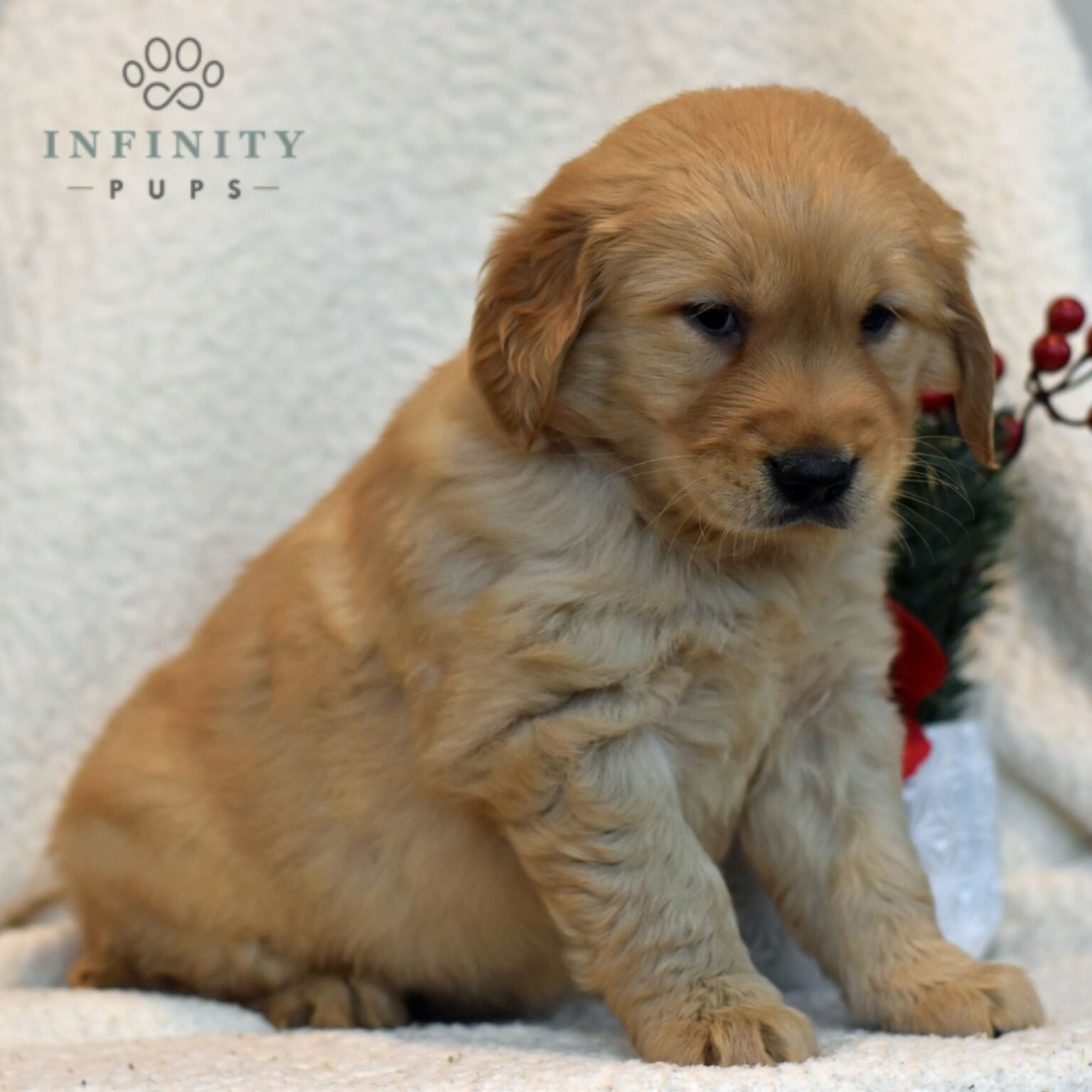 Murphy - Golden Retriever puppy sitting