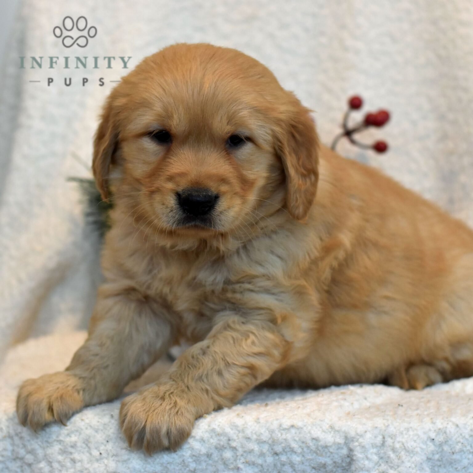 Moose - Golden Retriever puppy for sale