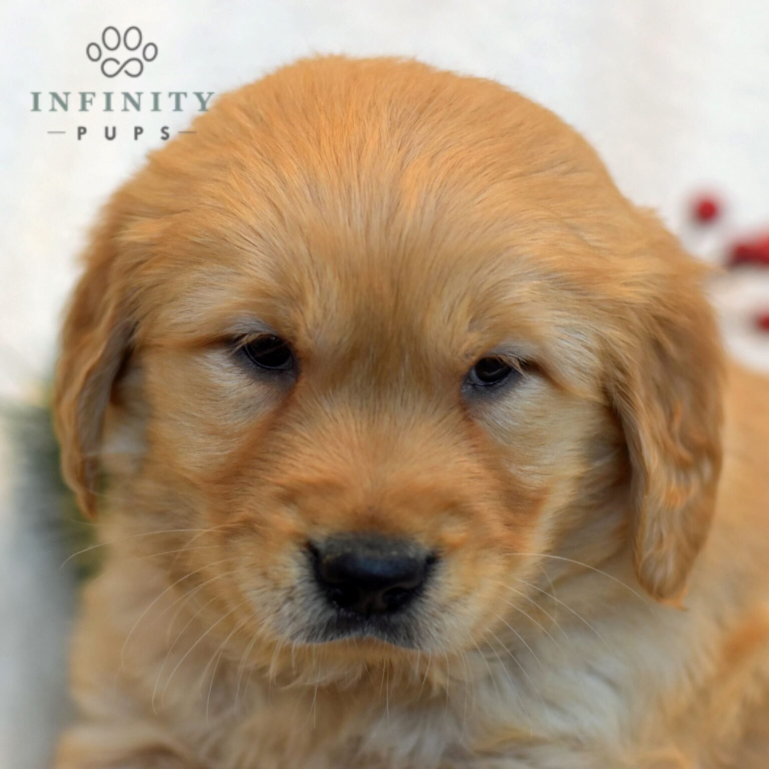 Murphy - Golden Retriever puppy head